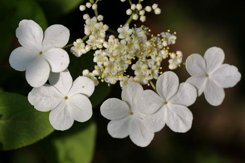 琼花