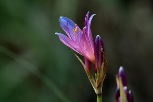 换锦花