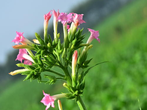 花烟草生长习性