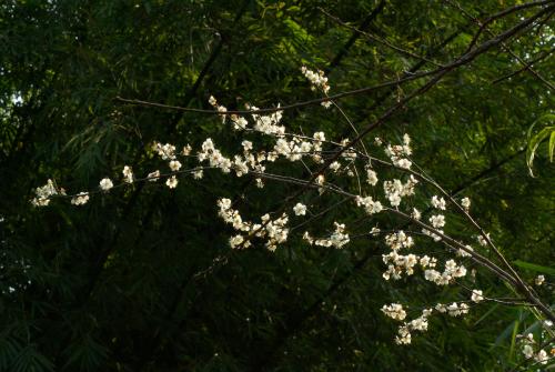 山梅花形态特征