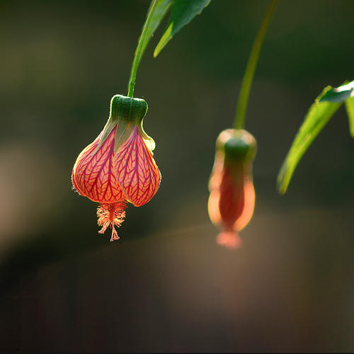 悬铃花生长习性