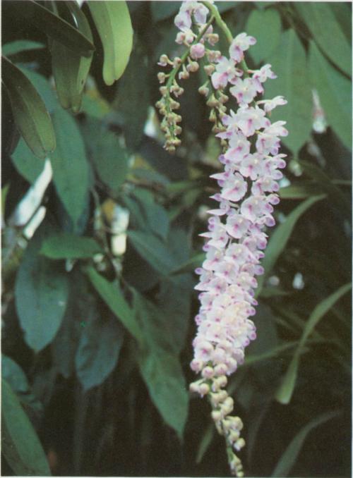 香花指甲兰生长习性