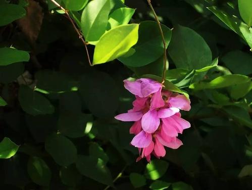 花木蓝形态特征