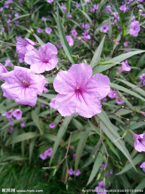 翠芦莉形态特征