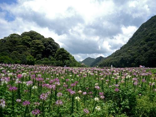 醉蝶花形态特征