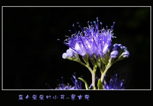 蒙古莸形态特征