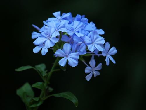 蓝雪花生长习性