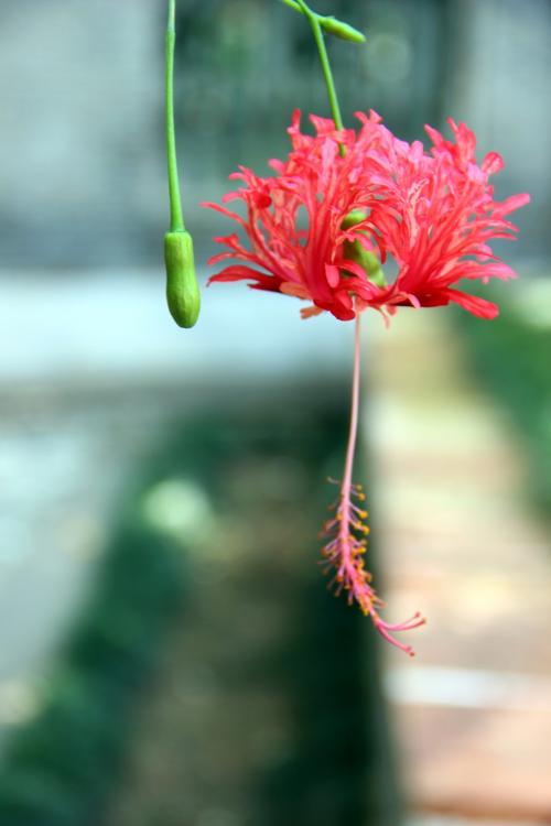 吊灯花形态特征