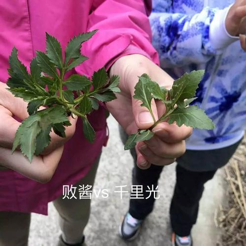 象鼻兰形态特征