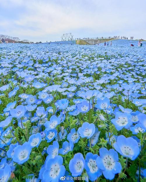 粉蝶花形态特征