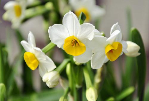 水仙花形态特征