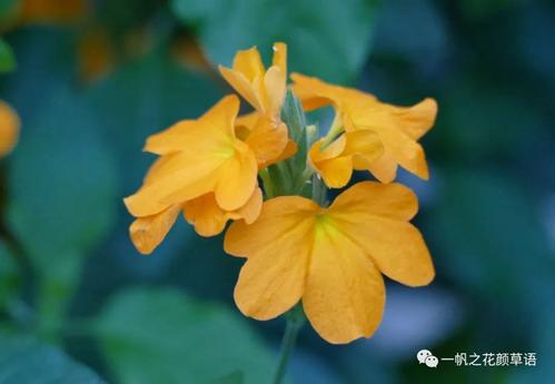 鸟尾花生长习性