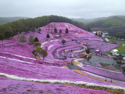 芝樱形态特征