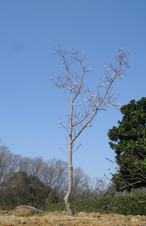 宝华玉兰形态特征