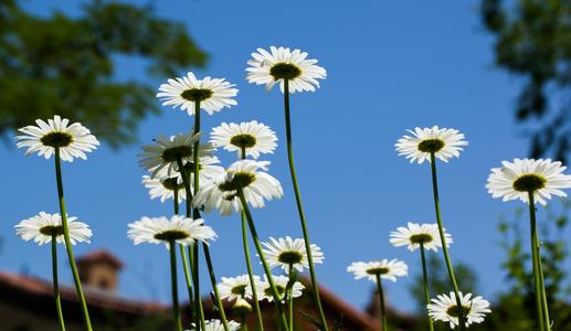 滨菊形态特征