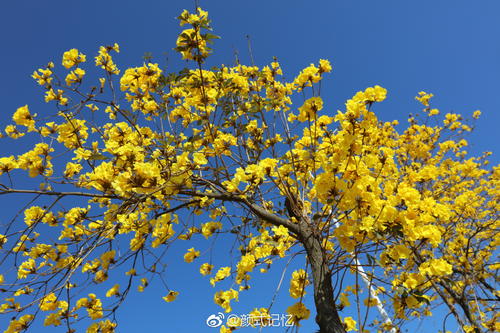 蓝花风铃木形态特征