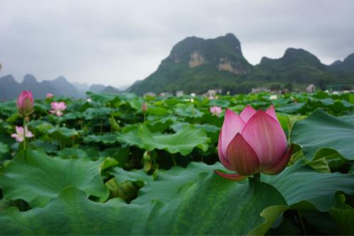 荷花生长习性