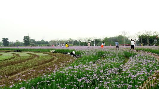 紫娇花生长习性