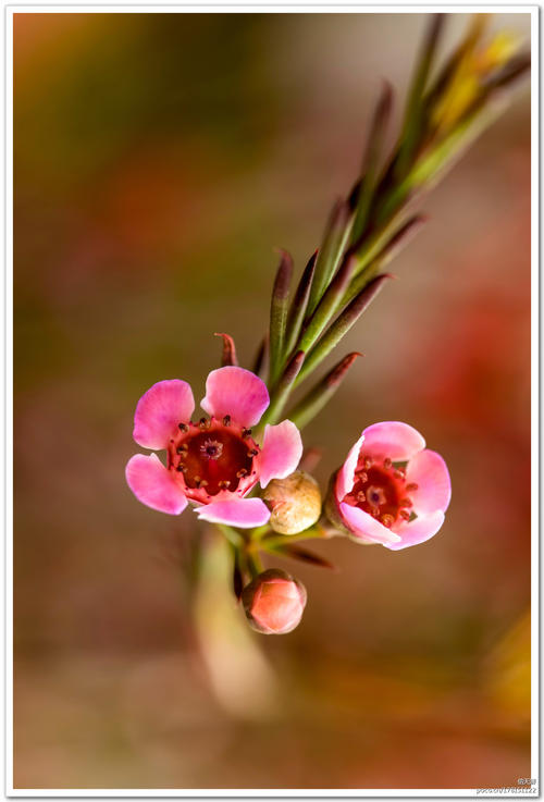 杰拉尔顿腊花形态特征