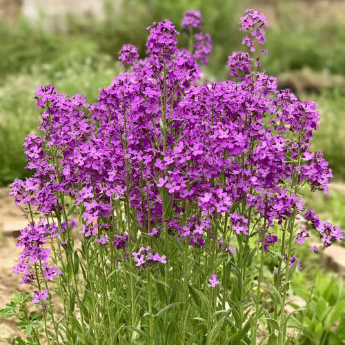 蓝香芥形态特征