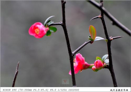 鹦喙花形态特征