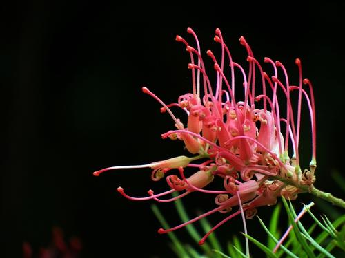 红花银桦形态特征