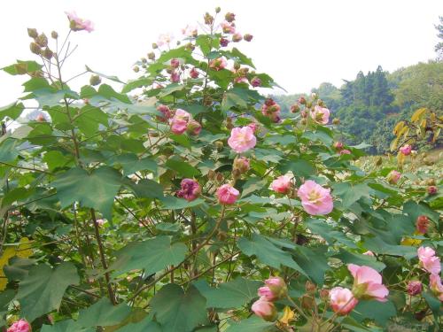 木芙蓉生长习性