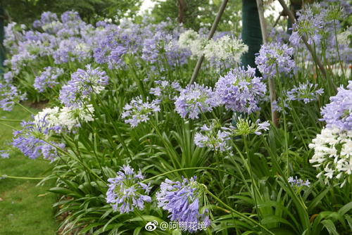 百子莲形态特征