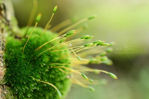 葫芦藓形态特征