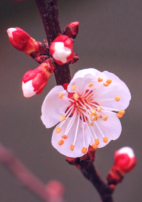 杏花形态特征