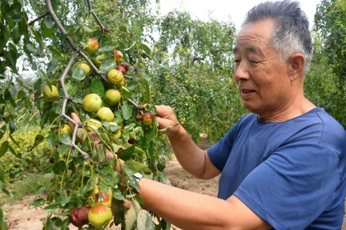 枣树形态特征