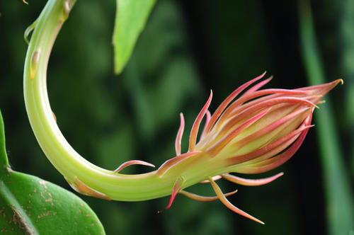 假昙花形态特征