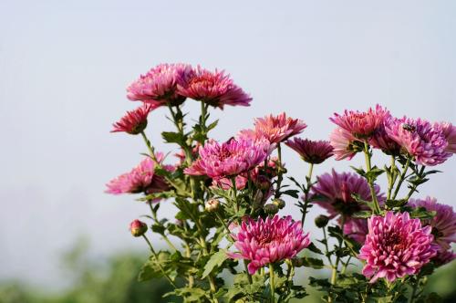 菊花形态特征