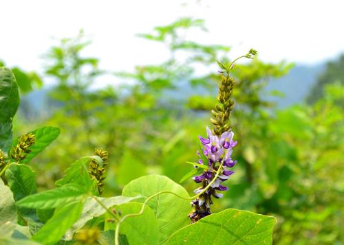 葛根花形态特征