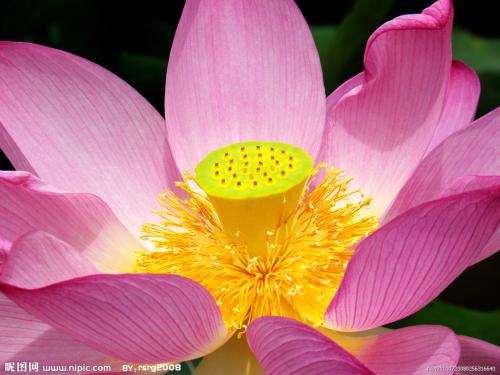 芙蓉莲形态特征