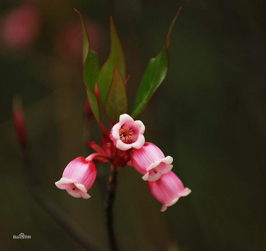 齿缘吊钟花形态特征