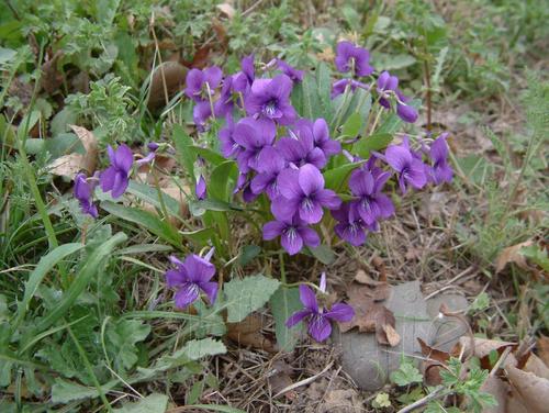 紫花地丁生长习性