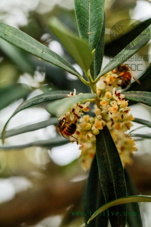 橄榄花形态特征