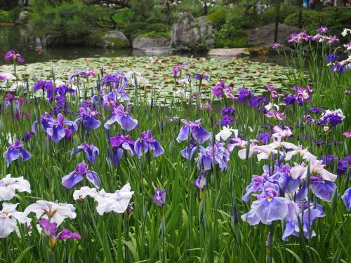 花菖蒲生长习性