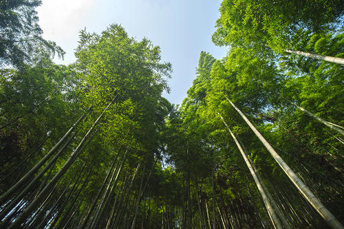 香榧形态特征