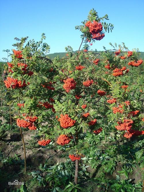 花楸形态特征