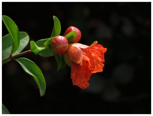 石榴花形态特征