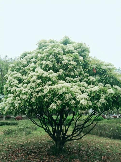 石楠花形态特征