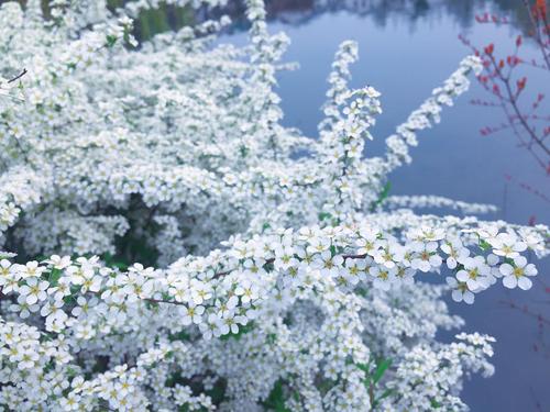 喷雪花形态特征