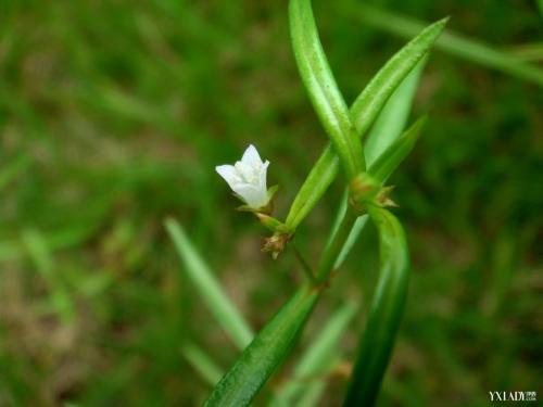 白花蛇舌草生长习性