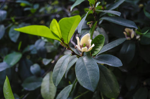 含笑花形态特征