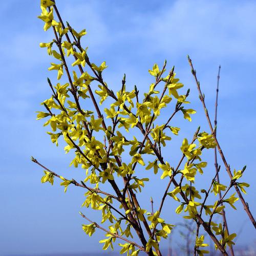 迎春花生长习性