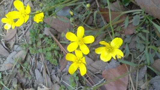 石龙芮形态特征