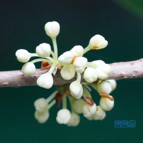 晚银桂形态特征