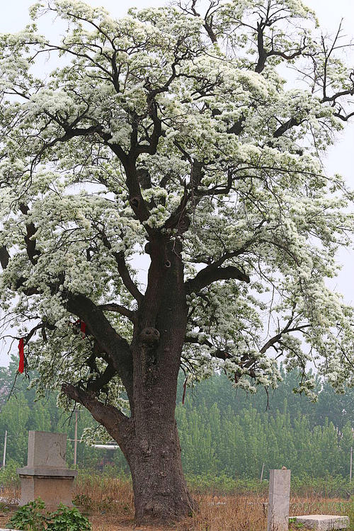 流苏树生长习性